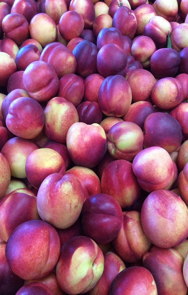 Venus Nectarines Jackson Orchards - New Zealand Orchard