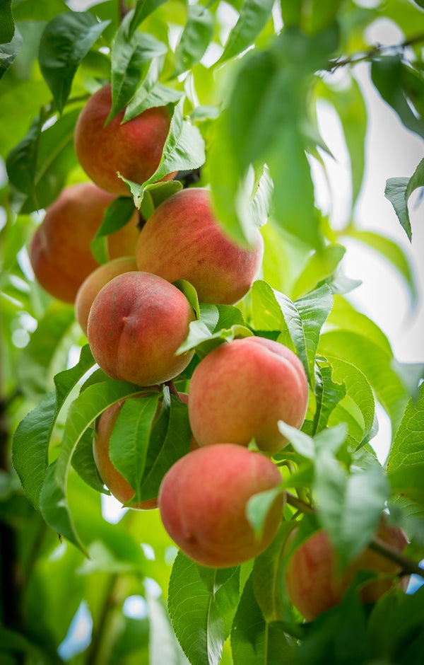 White Lady Peaches Jackson Orchards - New Zealand Orchard