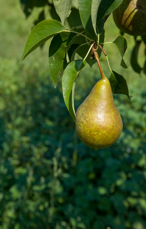 Winter Nelis Pears - Jackson Orchards
