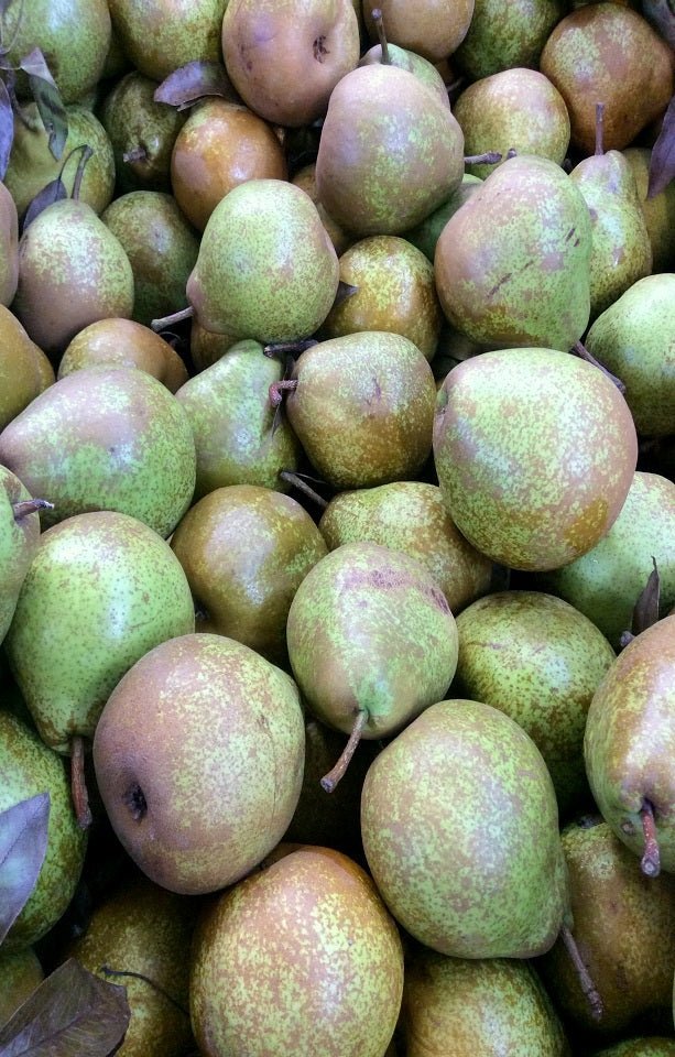 Winter Nelis Pears Jackson Orchards - New Zealand Orchard