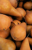 Beurre Bosc Pears Jackson Orchards - New Zealand Orchard