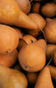 Seasonal Pears Jackson Orchards - New Zealand Orchard