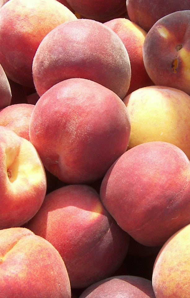 Glowing Star Peaches Jackson Orchards - New Zealand Orchard