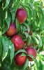 Grand Candy Nectarines Jackson Orchards - New Zealand Orchard